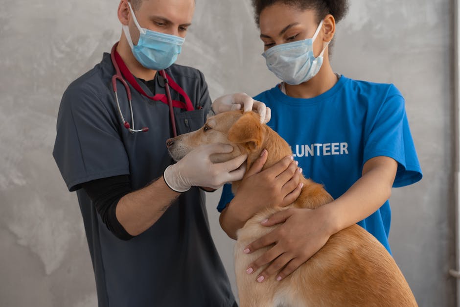 반려동물 돌봄, 강아지 고양이 상식