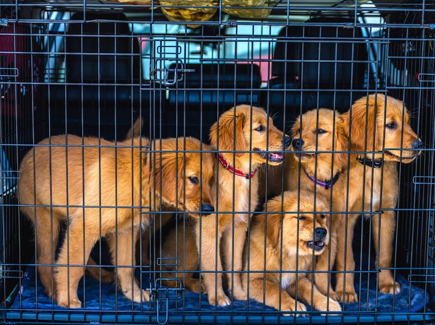 반려동물 응급 상황 대비, 강아지 고양이 안전