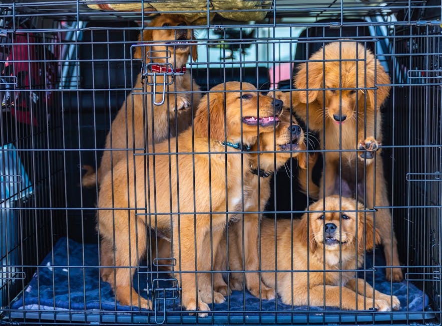 반려동물 응급 상황 대비, 강아지 고양이 안전