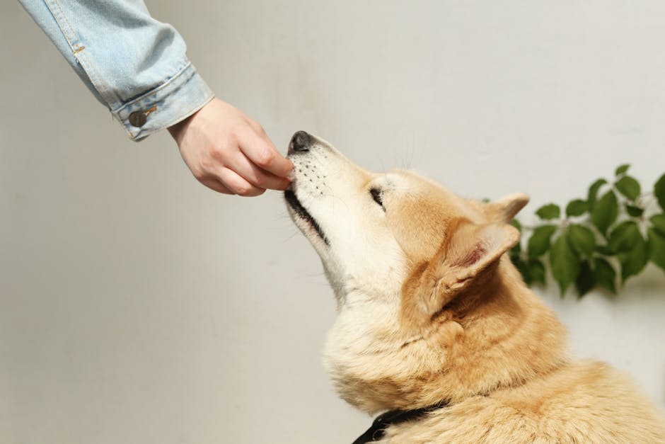 반려동물 행동 언어 해석, 강아지 고양이 위험 음식, 스마트 보호자