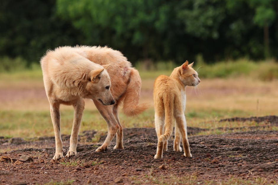 행복하게 앉아 있는 강아지와 고양이