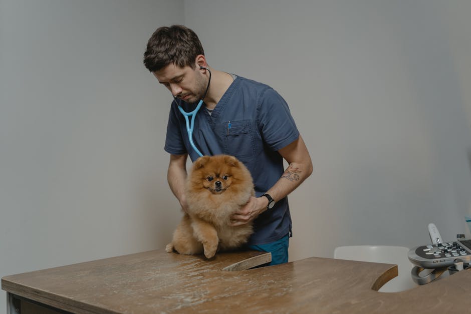 반려동물 돌봄, 강아지와 고양이