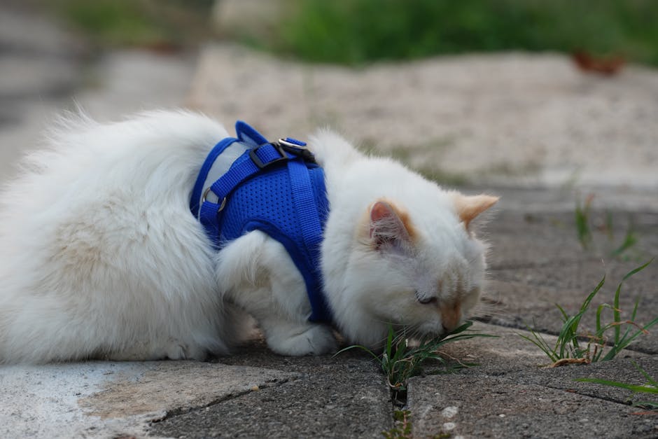 강아지와 고양이 등 반려동물과 보호자가 함께 행복하게 지내는 모습