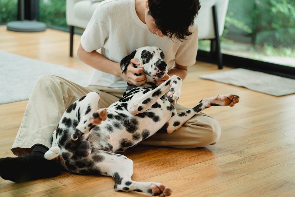 반려동물과 함께 행복하게 시간을 보내는 건강한 모습